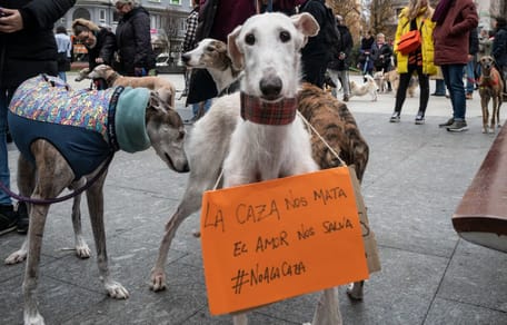 manifestacion-galgos-1-febrero