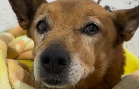 manoli-perrita-abuela-toledo