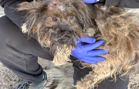 Marcelina - pies zombie