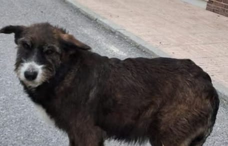 mari-cruz-perra-en-adopcion-granada