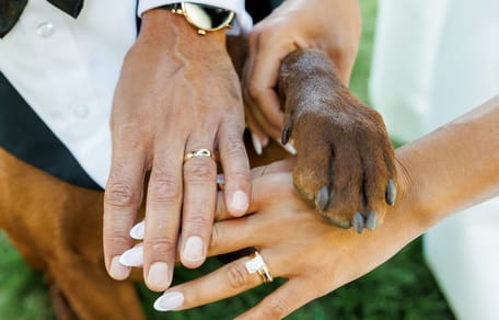 A dog attending a wedding