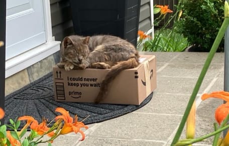 Maribel, de kat die op een Amazon-pakketje werd gevonden, herstelt langzaam buiten de drukte van het asiel.