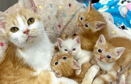 Marigold and her kittens