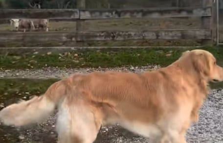 Marley le chien