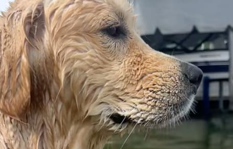 Maverick the Golden Retriever