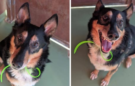 Max, hond ter adoptie