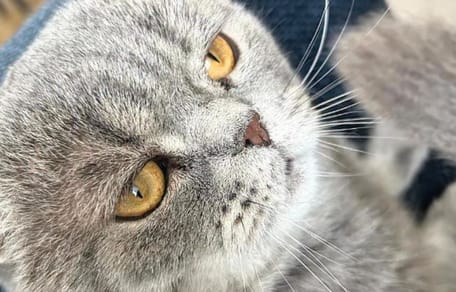 Maximus - Bart De Wever