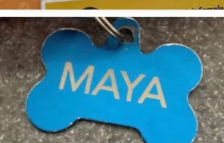Maya la chienne