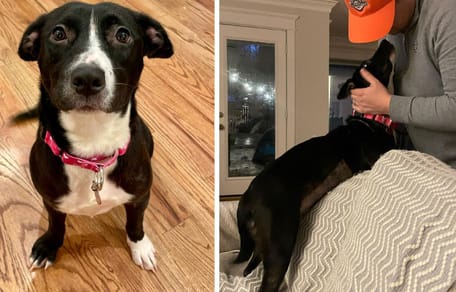 Maya, la chienne de refuge