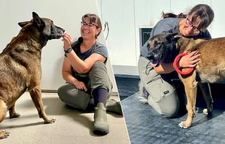 Mechelse herder Dex werd achtergelaten vastgebonden aan een paal