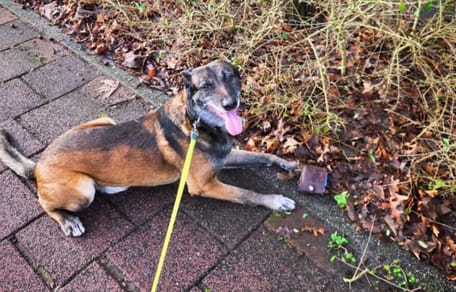 Mechelse herder Jax vindt portemonnee tijdens uitlaatrondje