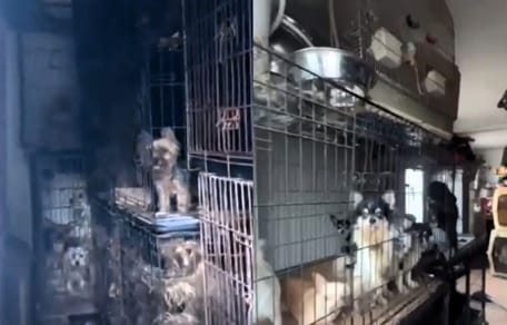 Meer dan 100 honden aangetroffen in woning bij oude vrouw