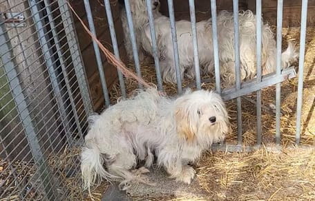 Meer dan 40 verwaarloosde dieren aangetroffen in Berkel-Enschot