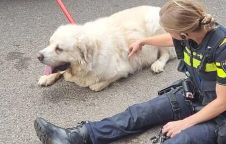 Mees, de Pyrenese berghond uit Tilburg is helaas overleden