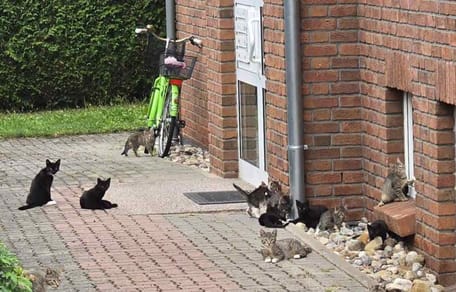 Mehrere Katzen vor einem Haus