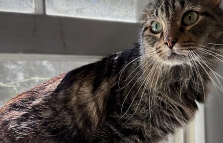 Merlin, gatto tigrato anziano, è stato operato ai denti e ora attende una famiglia