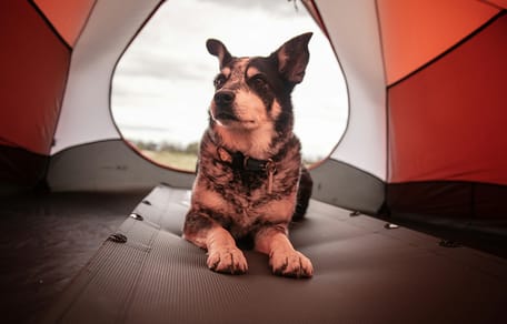 met je hond naar de camping in Nederland