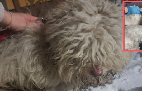 Alek trafił do fundacji w tragicznym stanie. Po zgoleniu 5 kg sierści ukazała się prawdziwa piękność