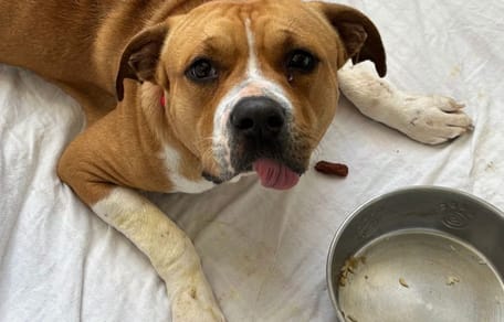 Armer Hund im Tierheim kann nicht laufen: 16 Tage später ist der Grund offensichtlich!