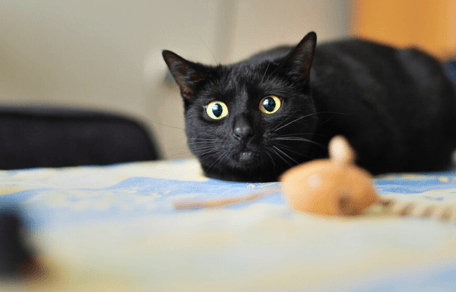 Mi gato tiene los ojos dilatados cuando me ve