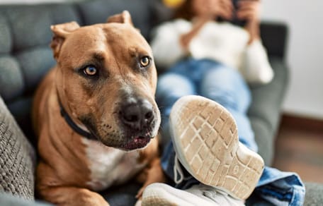 mi-perro-no-se-separa-de-mi-de-repente