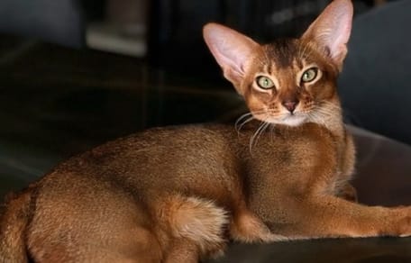 Michy Batshuayi heeft via zijn Instagram-account om hulp gevraagd voor zijn kat