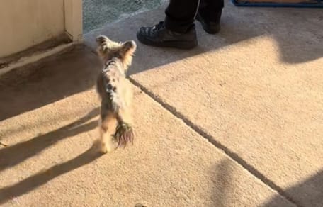 Mija la chienne
