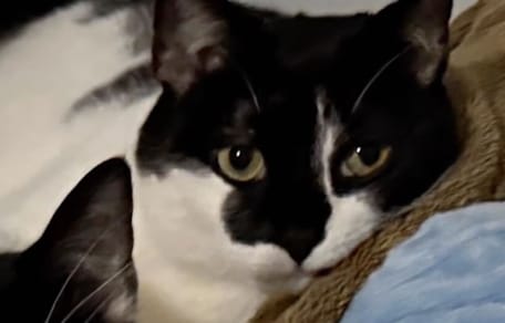 Mike the cat