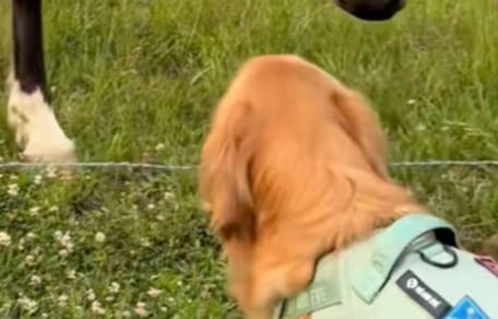 Miley la cagnolina