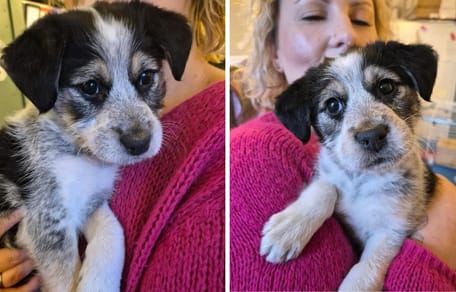 Milka - porzucony szczeniak