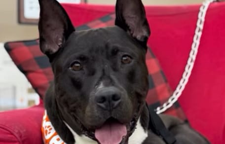 cane nero in primo piano