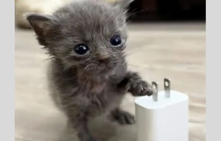 Mini-Kätzchen "Mouse"