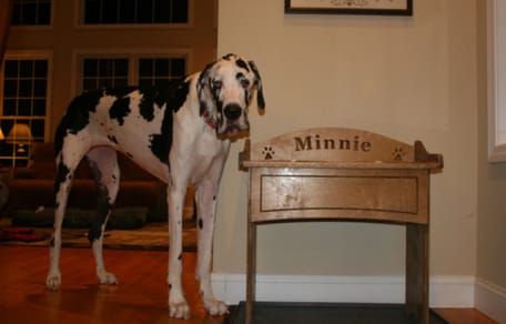 Minnie, de Deense Dog is officieel het grootste teefje ter wereld