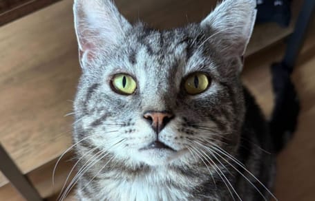 Kater Minty
