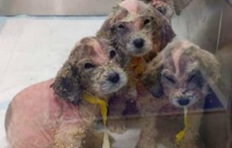 petits chiens