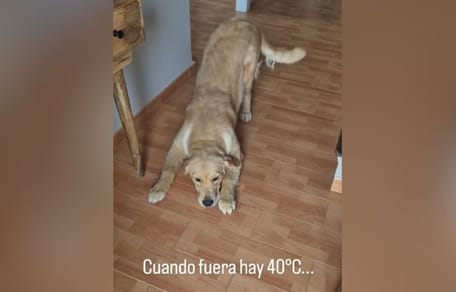 misha-golden-no-quiere-salir-calle-calor