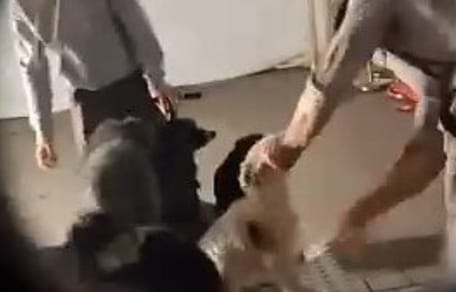 Maltraitance de chiens à Europa-Park