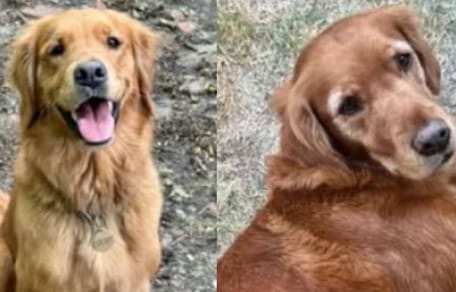 Golden retrievers desaparecidos