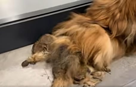 Mit Kot verklebter Hund
