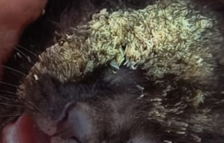 Mit Maden besetztes Gesicht eines ausgesetzten Katzenbabys