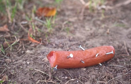 Mit Nägeln präparierte Wurst