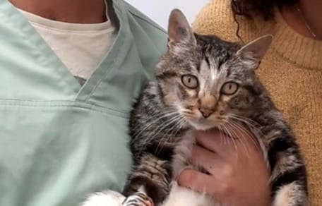Mochat the cat