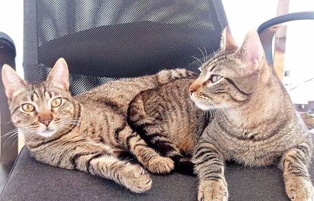 mochi-zero-gatos-hermanos-adopcion-conjunta