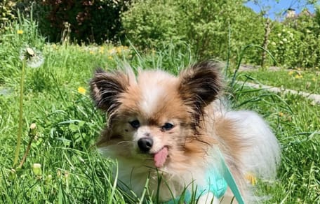 Mogelijk oudste hond ter wereld maand na adoptie overleden