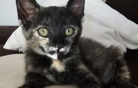 molly-gatita-carey-adopcion