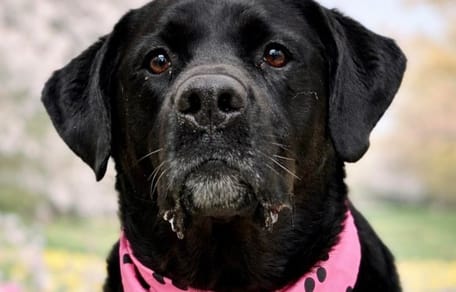 Senior dog returned to the shelter twice for a baffling reason