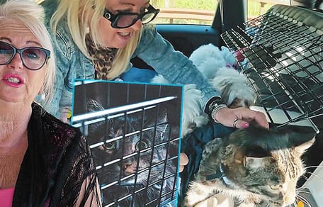 Monique Hansler krijgt veel kritiek te verduren vanwege behandeling katten