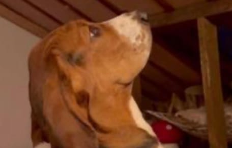 Moo le chien