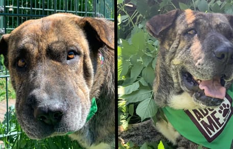 Moose wacht op een forever home. Adopteer jij haar?
