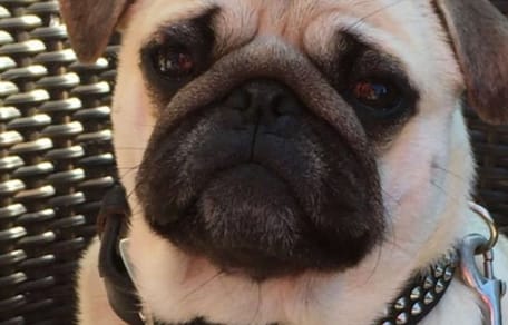 Mops Amadeus